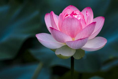 河花|The Lotus Flower in Chinese Culture and Feng Shui: Significance。